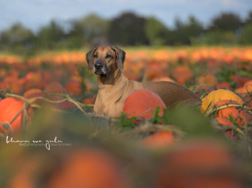 | Hundefotografie outdoor