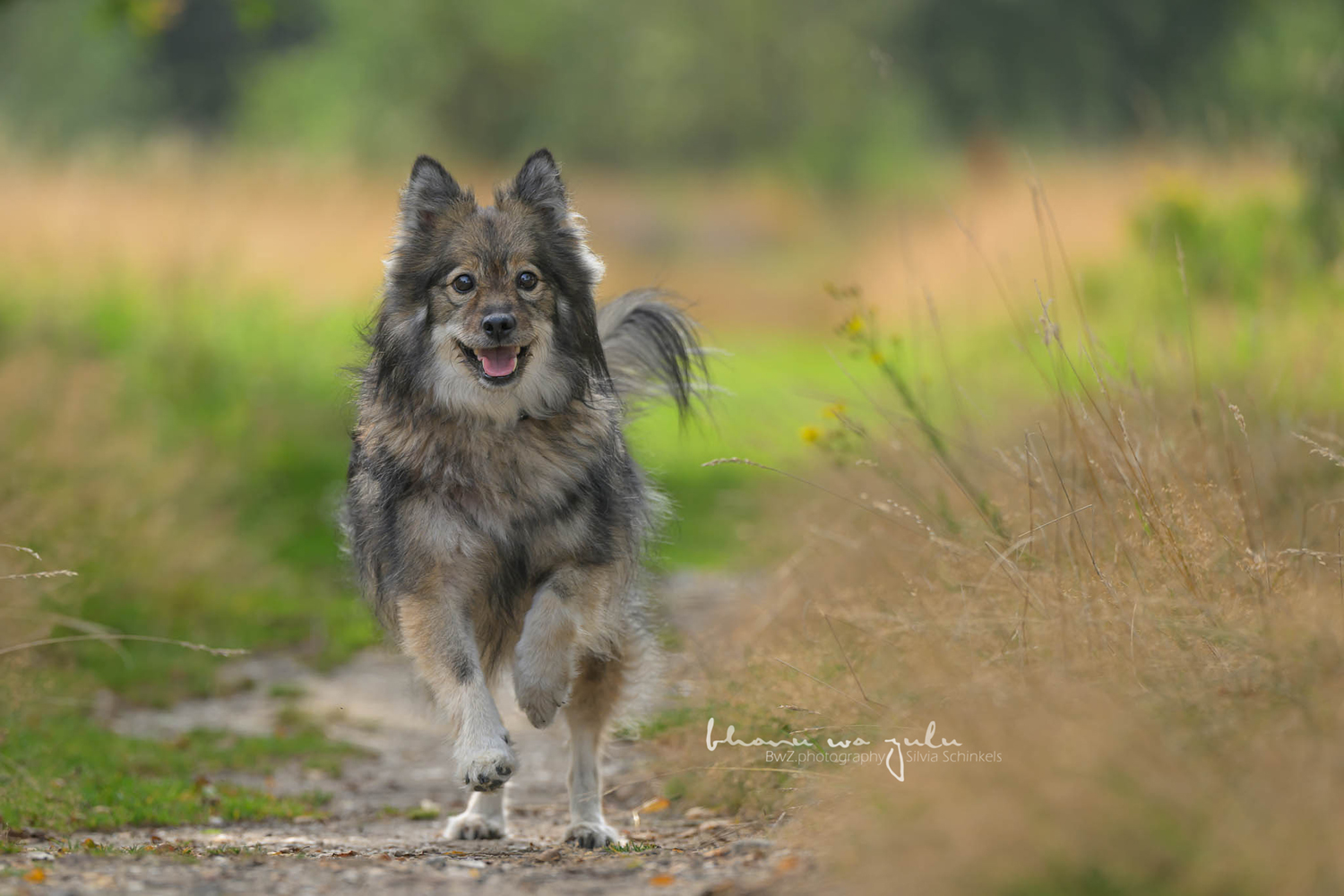 emotionale Tier-Mensch Fotografie, Shootingeinblicke